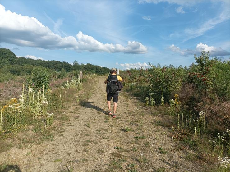Julian wandert durch den farbenfrohen Jungwald. Etappe 13 im Juni 2022, kurz vor dem Druidenstein